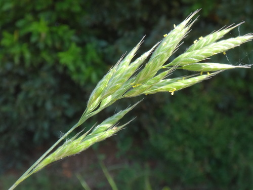stoklas mäkký (Bromus hordeaceus)