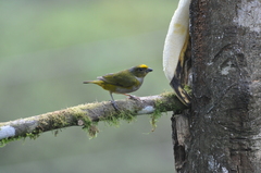 Euphonia xanthogaster