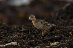 Calidris subruficollis