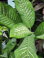 Dieffenbachia