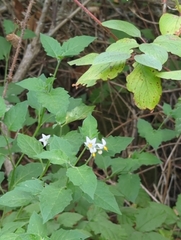 Solanum douglasii