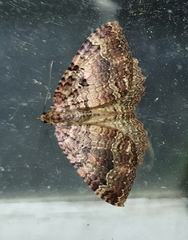 Triphosa dubitata