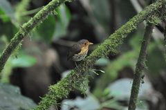 Grallaricula flavirostris