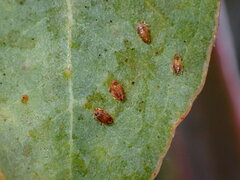 Ctenarytaina eucalypti