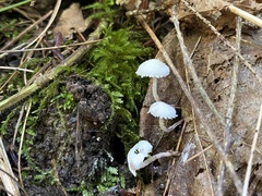Cystolepiota seminuda