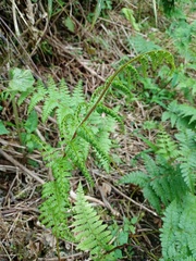 Athyrium nigripes