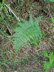 Athyrium nigripes