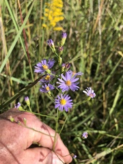 Symphyotrichum oolentangiense