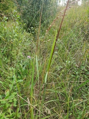 Sorghastrum nutans