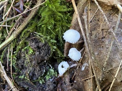 Cystolepiota seminuda