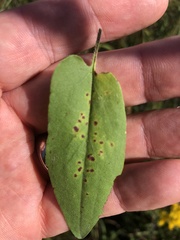 Symphyotrichum oolentangiense