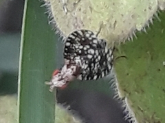 Trypetoptera punctulata
