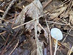 Cystolepiota seminuda