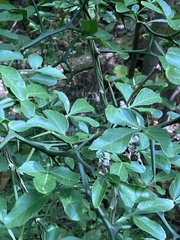 Citrus trifoliata