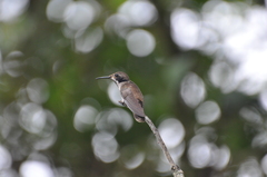 Colibri delphinae