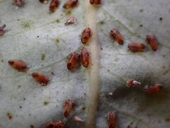 Ctenarytaina eucalypti