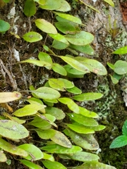 Microgramma piloselloides