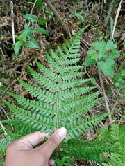 Athyrium nigripes