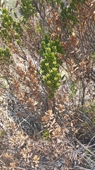 Baccharis boliviensis
