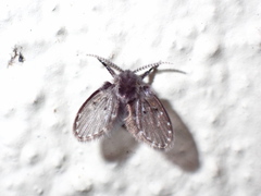 Clogmia