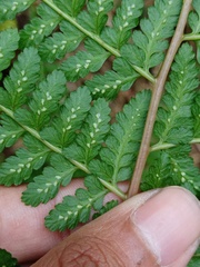 Athyrium nigripes