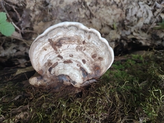Ganoderma megaloma