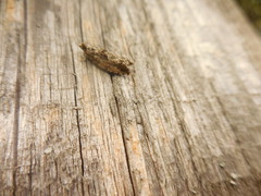 Epinotia nisella