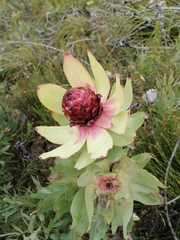 Leucadendron tinctum