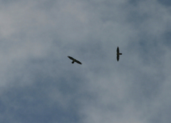 Gypaetus barbatus