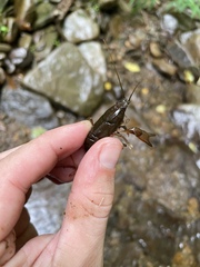Cambarus