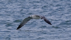 Larus