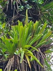 Vriesea macrostachya