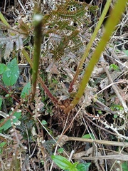 Athyrium nigripes