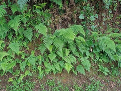 Athyrium nigripes