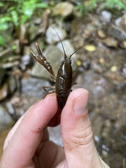 Cambarus