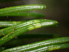 Contarinia pseudotsugae