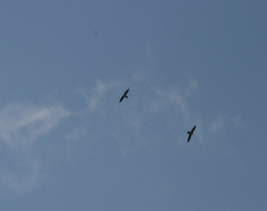 Gypaetus barbatus