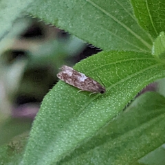Eucosma parmatana