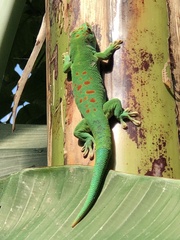 Phelsuma