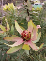 Leucadendron tinctum
