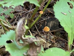 Marasmius siccus