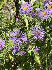 Symphyotrichum novae-angliae