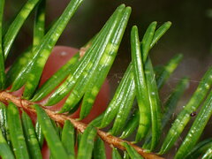 Contarinia pseudotsugae