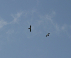 Gypaetus barbatus