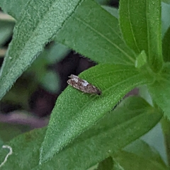Eucosma parmatana