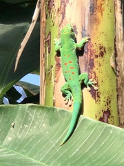 Phelsuma