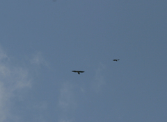 Gypaetus barbatus