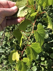 Vitis riparia