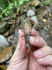 Cambarus
