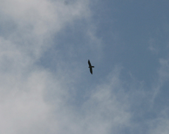 Gypaetus barbatus